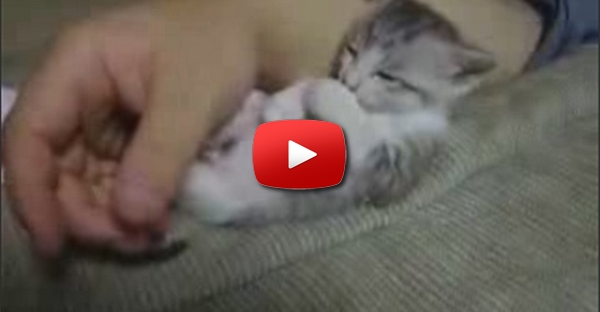 Gato ou Hamster?